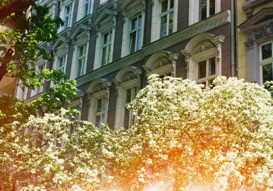 Historische Hausfassade mit blühendem Baum im Vordergrund, im warmen Sonnenlicht