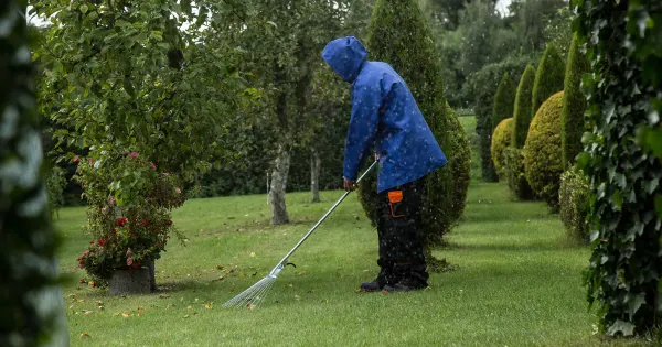 Gärtner in blauer Regenjacke harkt Laub zwischen gepflegten Hecken im Garten