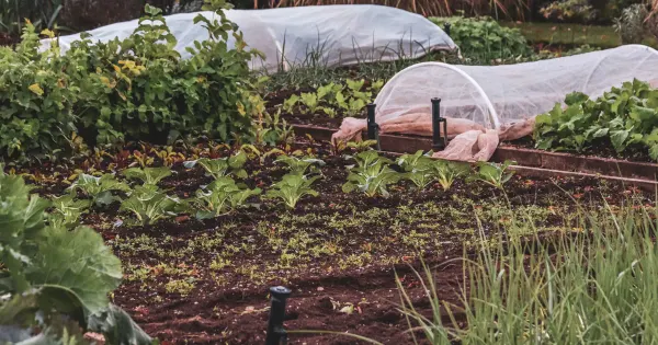 Gemüsebeete mit Schutzvlies und Frühbeethauben im herbstlichen Garten