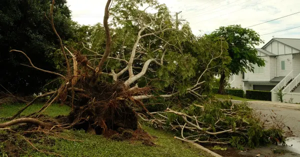 Entwurzelter Baum liegt nach einem schweren Sturm auf einer Straße nahe einem Wohnhaus